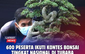600 Peserta Ikuti Kontes Bonsai Tingkat Nasional di Tubaba, Ada Datang dari Luar Lampung