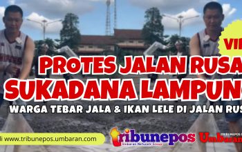 Viral! Warga Sukadana Lampung Timur Protes Jalan Rusak dengan Tebar Jala & Ikan Lele