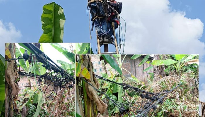 Keluhan Warga Soal Kabel Listrik JTR Berbahaya Melendot di Rantau Panjang, Sudah Diperbaiki PLN: Pasang Tiang Baru