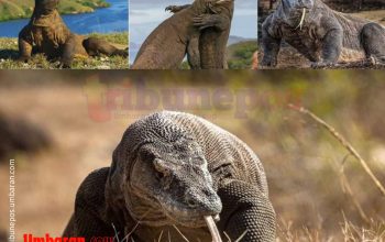 Tahukah Anda, Mengapa Komodo Hanya Ada di Indonesia?
