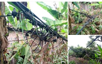 Viral di Grup OIMP, Warga Keluhkan Kabel Listrik Berbahaya Mengancam Keselamatan di Rantau Panjang, PLN Diminta Perbaiki Sebelum Memakan Korban