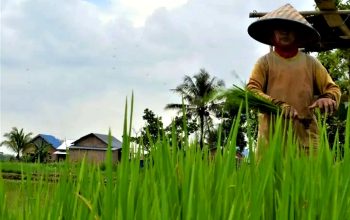 Menanam Harapan, Memanen Masa Depan: Sumsel di Garis Depan Ketahanan Pangan Nasional