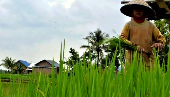 Menanam Harapan, Memanen Masa Depan: Sumsel di Garis Depan Ketahanan Pangan Nasional