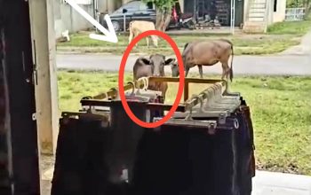 VIRAL! Video Seorang Ibu Ngamuk, Toko Miliknya Digenangi Kencing Sapi