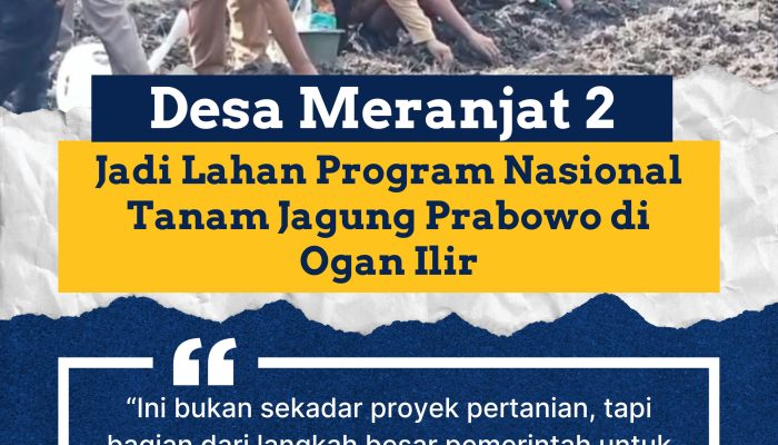 Desa Meranjat 2 Jadi Lahan Program Nasional Tanam Jagung Prabowo di Ogan Ilir