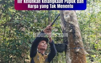 Petani Karet di Tanjung Lalang Ogan Ilir Keluhkan Kelangkaan Pupuk dan Harga yang Tak Menentu