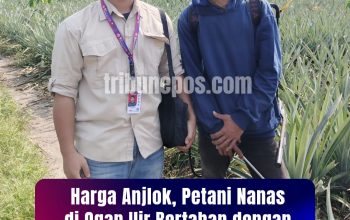 Harga Anjlok, Petani Nanas di Ogan Ilir Bertahan dengan Jual Buah Segar ke Pengepul