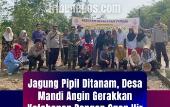 Jagung Pipil Ditanam, Desa Mandi Angin Gerakkan Ketahanan Pangan di Ogan Ilir