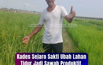 Zahir, Kades Sejaro Sakti Ubah Lahan Tidur Jadi Sawah Produktif, Hasil Panen Naik 35 Persen