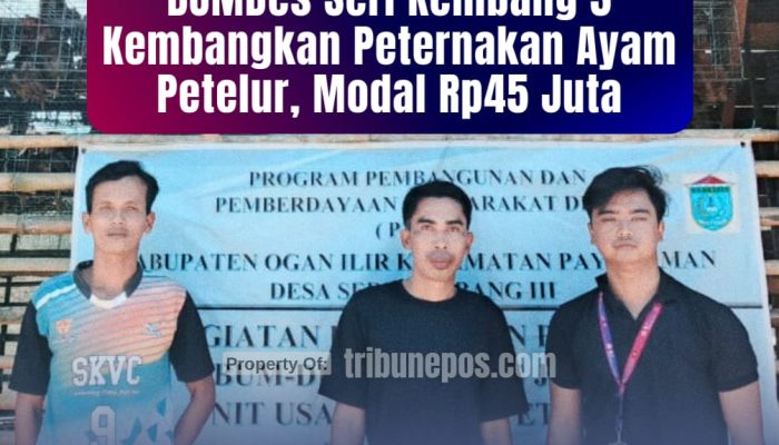 BUMDes Seri Kembang 3 Kembangkan Peternakan Ayam Petelur, Modal Rp45 Juta, Ini Kata Kades Firman!