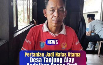 Pertanian Jadi Nafas Utama, Desa Tanjung Alay Andalkan Panen Padi