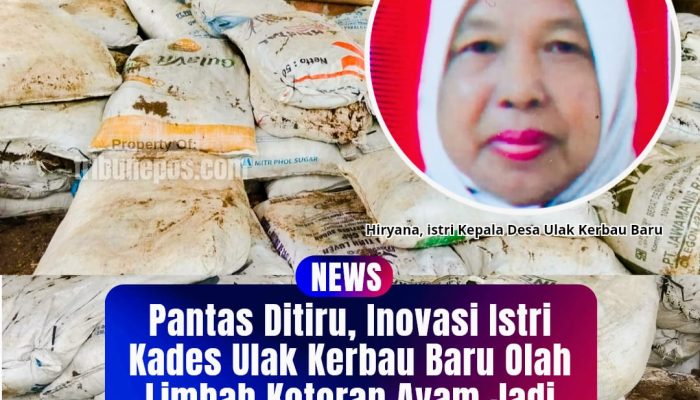 Pantas Ditiru, Inovasi Istri Kades Ulak Kerbau Baru Olah Limbah Kotoran Ayam Jadi Pupuk Bernilai