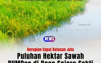 Puluhan Hektar Sawah di Desa Sejaro Sakti Terendam Banjir, Kerugian Capai Ratusan Juta, Minta Pemerintah Buatkan Pintu Air