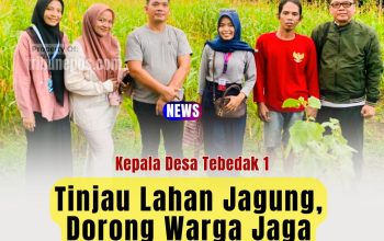 Kepala Desa Tebedak 1 Tinjau Lahan Jagung, Dorong Warga Jaga Ketahanan Pangan