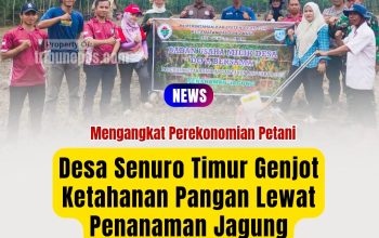 Desa Senuro Timur Genjot Ketahanan Pangan Lewat Penanaman Jagung
