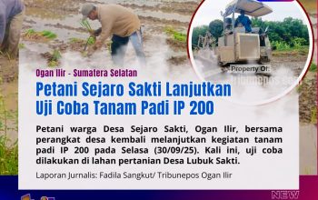 Petani Sejaro Sakti Lanjutkan Uji Coba Tanam Padi IP 200