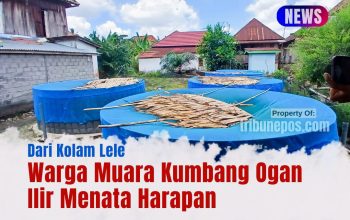 Dari Kolam Lele, Warga Muara Kumbang Ogan Ilir Menata Harapan