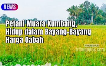 Petani Muara Kumbang Ogan Ilir, Hidup dalam Bayang-Bayang Harga Gabah