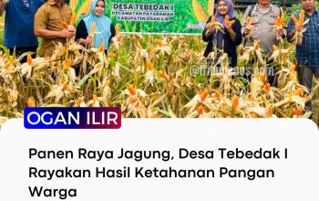 Panen Raya Jagung, Desa Tebedak I Rayakan Hasil Ketahanan Pangan Warga