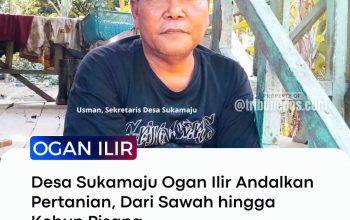Dari Sawah, Sayur Hingga Kebun Pisang, 3 Nafas Ekonomi Pertanian Desa Sukamaju