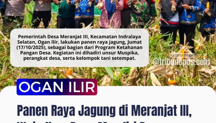 Panen Raya Jagung di Meranjat III, Warga Wujudkan Desa Mandiri Pangan