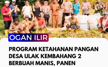 Program Ketahanan Pangan Desa Ulak Kembahang 2 Berbuah Manis, Panen Jagung Melimpah