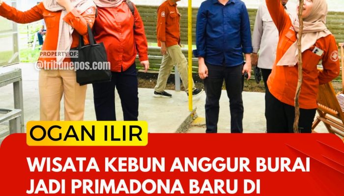 Wisata Kebun Anggur Burai Jadi Primadona Baru di Ogan Ilir, Rasakan Sensasi Petik Sendiri dari Pohon