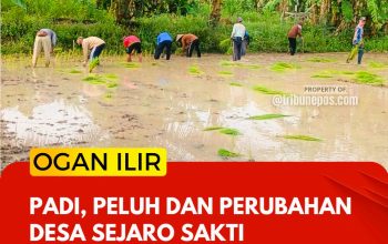 Padi, Peluh, dan Perubahan, Desa Sejaro Sakti Menyemai Masa Depan