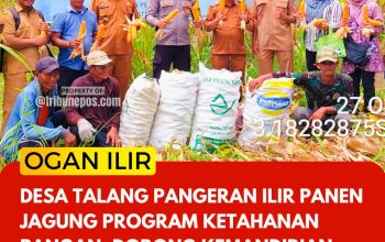 Desa Talang Pangeran Ilir Panen Jagung Program Ketahanan Pangan, Dorong Kemandirian dan Produktivitas Warga