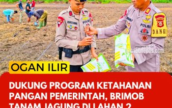 Dukung Program Ketahanan Pangan Pemerintah, Brimob Tanam Jagung di Lahan 2 Hektar Desa Sejaro Sakti