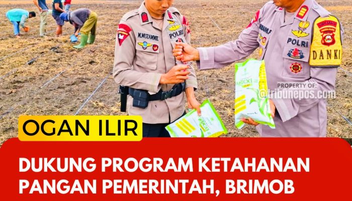 Dukung Program Ketahanan Pangan Pemerintah, Brimob Tanam Jagung di Lahan 2 Hektar Desa Sejaro Sakti