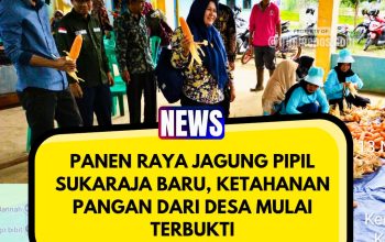 Panen Raya Jagung Pipil di Sukaraja Baru, Ketahanan Pangan dari Desa Mulai Terbukti