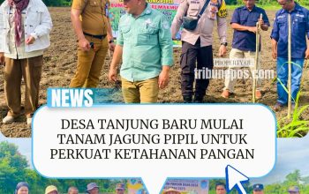 Perkuat Ketahanan Pangan, Desa Tanjung Baru Mulai Tanam Jagung Pipil