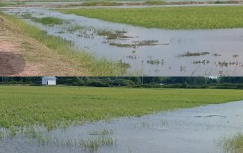 40 Hektare Sawah di Desa Sejaro Sakti Ogan Ilir Terendam Banjir
