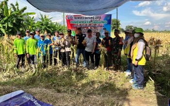 BUMDES Dayang Jaya Sukses Panen Raya Jagung, Tanjung Dayang Utara Perkuat Ketahanan Pangan