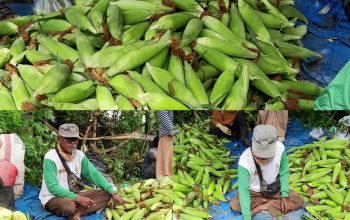 Di Usia 67 Tahun Masih Menanti Harapan, Kisah Kakek Ajat dan Jagung Bonanza